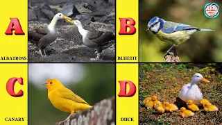 ABC Birds for Children | Learn Alphabet with Birds Names for toddlers and Kids with Live Examples