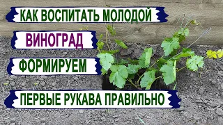 🍇 Сделайте ЭТО на молодом винограде, чтобы НЕ МУЧИТЬСЯ  затем много лет. Как и где удалять пасынки