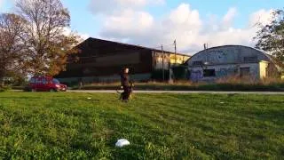 Allenamento Obedience Condotta - Clicker training - Pastore Belga Malinois