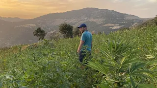 OSPITE IN UNA FAMIGLIA DI COLTIVATORI DI CANAPA - PRODUTTORI DI HASHISH🇲🇦 KETAMA MAROCCO MARIHUANA