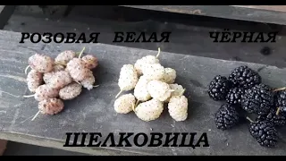 Шелковица чёрная, белая, розовая - сравниваем тутовник.