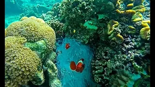 Indonesia Underwater in HD.