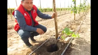 Instalación del cultivo de uva de mesa