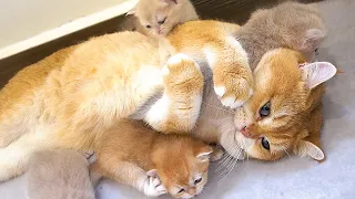 Dad Cat is tenderly looking after the kittens in the absence of Mom Cat