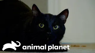 Can Meeko The Peeing Cat Save Himself From Being Rehomed? | My Cat From Hell | Animal Planet