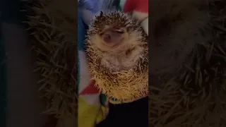 noisy hedgehog