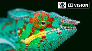 8K HDR Beautiful Lizards Reptile | Dolby Vision