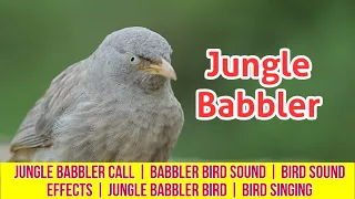 Jungle Babbler Call | Babbler Bird Sound | Bird Sound Effects | Jungle Babbler Bird | Bird singing