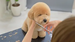 Wakey wakey! (Bichon Frize x Toy Poodle Mixed Dog)