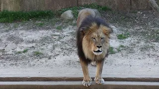 Lion's Roar at the National Zoo - Washington DC