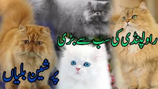 High quality cats in college road rawalpindi #viralvideos #collegeroadrawalpindi #cats