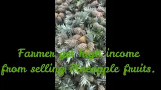 Farmers earn high income from selling pineapple fruits I Agricultural & Livelihood.