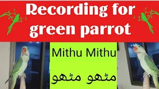 Recording for Green parrot Mithu Mithu | Raw parrot whistling talking training
