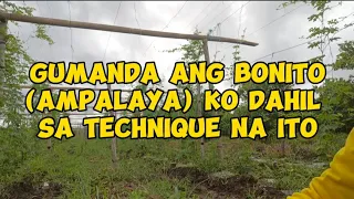 Tips Sa Pagpapaganda Ng Ampalaya/Bonito