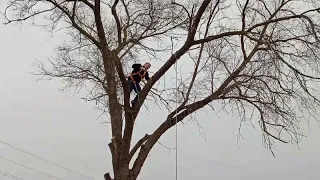 Переехали на Юг/Спил огромного дерева/Это было страшно,больно и смешно.