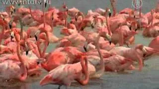Розовые фламинго прилетели зимовать в Мексику