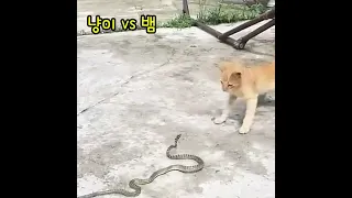 고양이 vs 뱀. (Cat vs snake.) 2탄