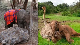 Unbelievable Ostrich-Elephant Friendship That Will Melt Your Heart