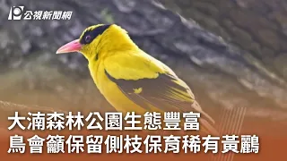 大湳森林公園生態豐富 鳥會籲保留側枝保育稀有黃鸝｜20240607 公視中晝新聞