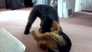 Kerry Blue Terrier VS Airedale - the adventures of Hitch and Griffon Episode 2