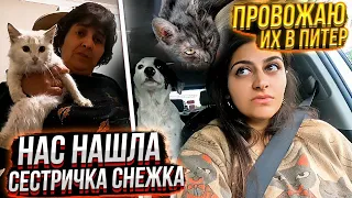 Бима и Аризону отправляем в Питер🥺 Мама ночью принесла сестричку Снежка😱 подобранного с трассы.