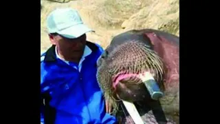 The Bizzare Walrus Attack Of Jia Lijun and Duan