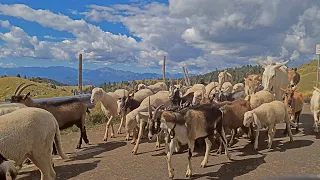 Worlds most popular breeds of sheep, mule and wild goats in Italy A walkthrough video