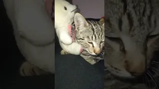 cat annoyed at her owner