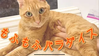 #8【猫VLOG】もふもふパラダイス