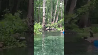 Inner-tubers have close encounter with alligator on Florida river | ABC News