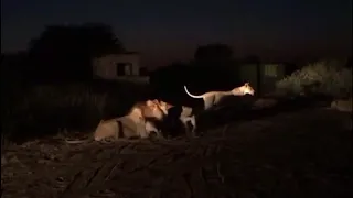 Amazing lion cubs try to roar like their dad