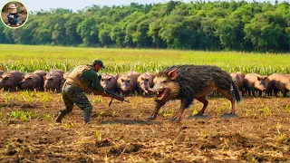 How Do Hunters And Germany Farmers Deal With Millions Of Wild Boars And Invasive Animals by Guns