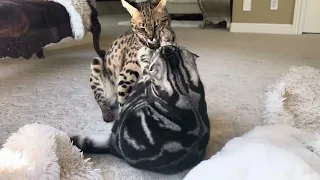 Savannah F1 vs Scottish fold cat ( they are so cute)