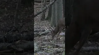 Ohio Buck Shot - Tracking