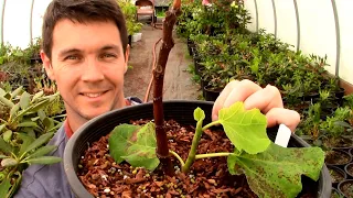 How I Prevented My Rooted Fig Cutting from Dying | Brown Roots and My New Theory