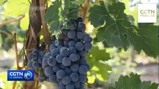 Industrie du vin en Chine : la ville de Yinchuan devient l'une des principales zones de production