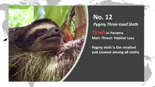 20 Most Endangered Animals Ranked by Current Population