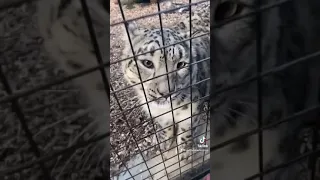 Hand feeding Snow Leopards at the Zoo