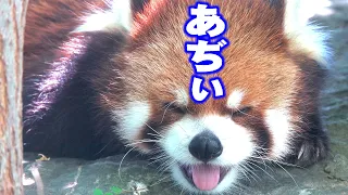 【円山動物園のレッサーパンダ】あぢぃ（エイタ）　Red Panda EITA at Maruyama Zoo