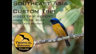 Thailand & Cambodia birding Video Trip report - Tropical Birding - by Ken Behrens March 2023