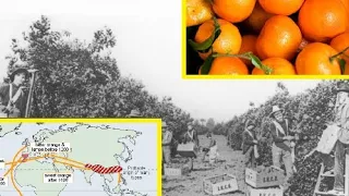 Oranges and Citrus: History in the European Diet