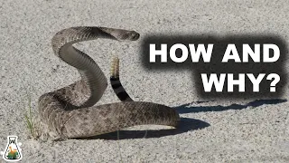 How and Why Does A Rattlesnake Produce Its Rattle?