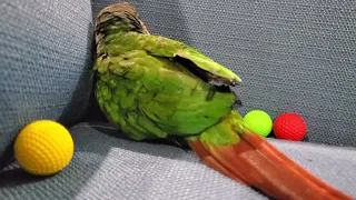 Kiwi the Green Cheek Conure Playing 1