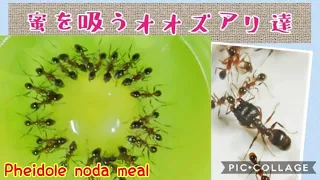 【アリ飼育】　#36（再）オオズアリでキューイフルーツを作る（笑）　Pheidole noda meal