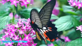 flower and butterfly , Beautiful Flowers Collection