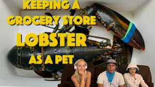 Reactions to ‘Keeping a Grocery Store Lobster as a Pet’