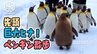【旭山動物園】モフモフ巨大ヒナが先頭！🥝👑🐧🐧🐧キングペンギン散歩(1/13) [Asahiyama Zoo] King penguins taking a walk in the snow.