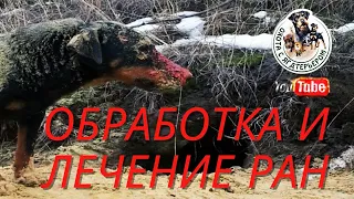 Охота с ягдтерьером, лечение собаки  после охоты на лису.Fox Hunt with Jagdterrier.