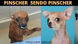 PINSCHER BRAVO -  😂 TENTE NÃO RIR COM ESSAS CRIATURINHAS - Cachorro Pinscher