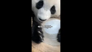 How FuBao Uses an Ice Pack | Everland Panda World FuBao